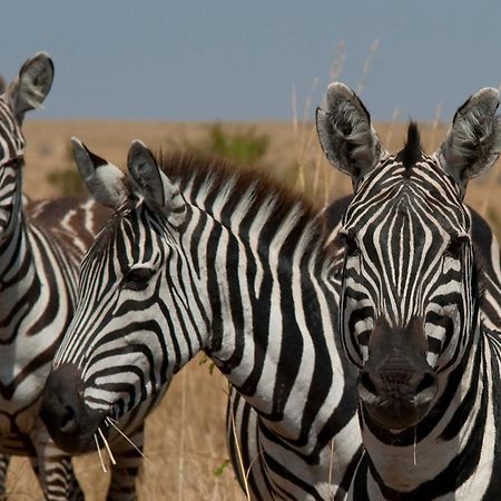 Casart Game Lodge Grietjie Game Reserve ภายนอก รูปภาพ