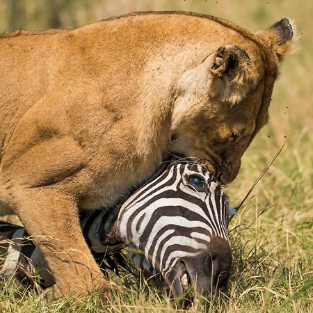 Casart Game Lodge Grietjie Game Reserve ภายนอก รูปภาพ