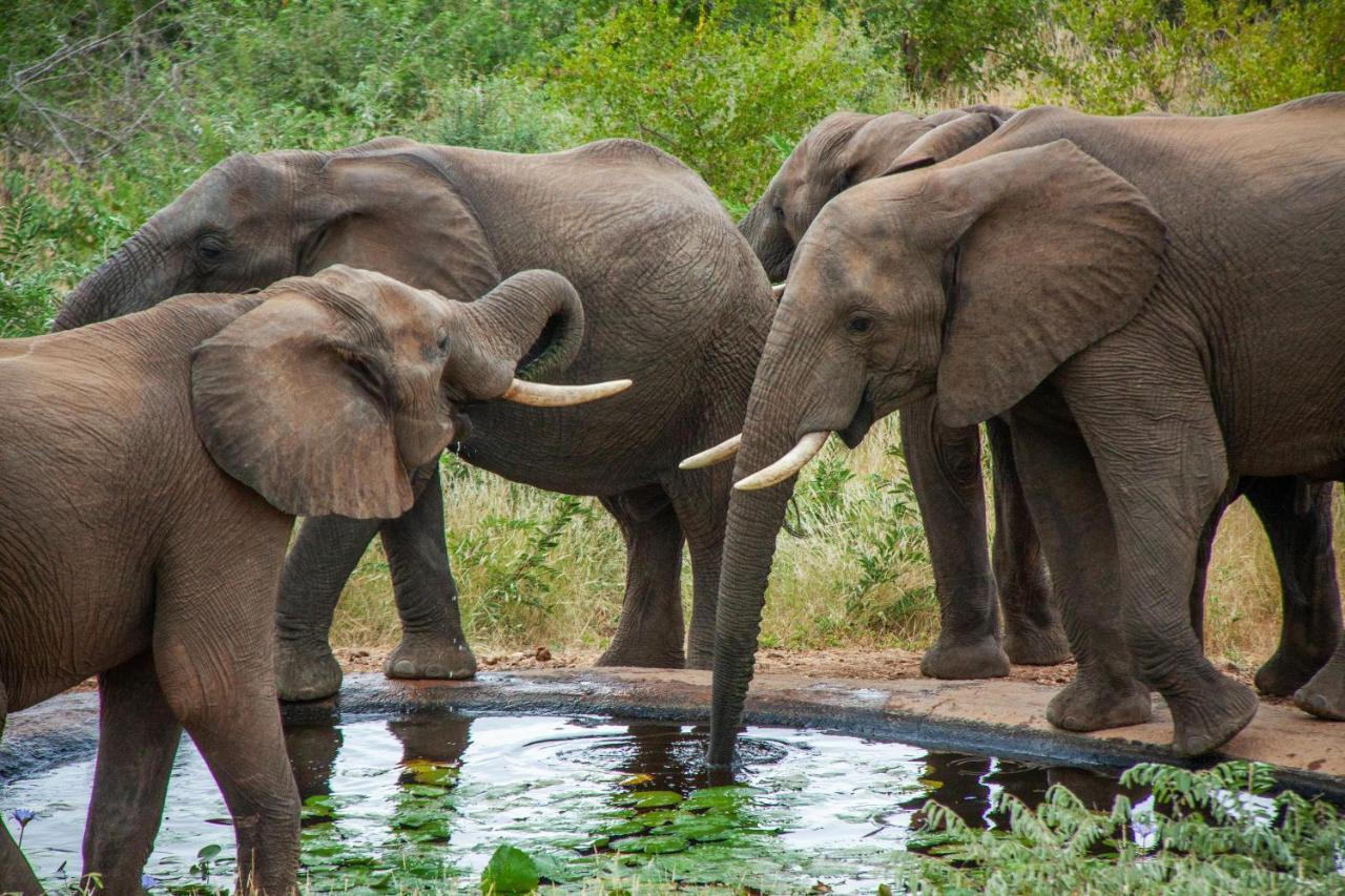 Casart Game Lodge Grietjie Game Reserve ภายนอก รูปภาพ