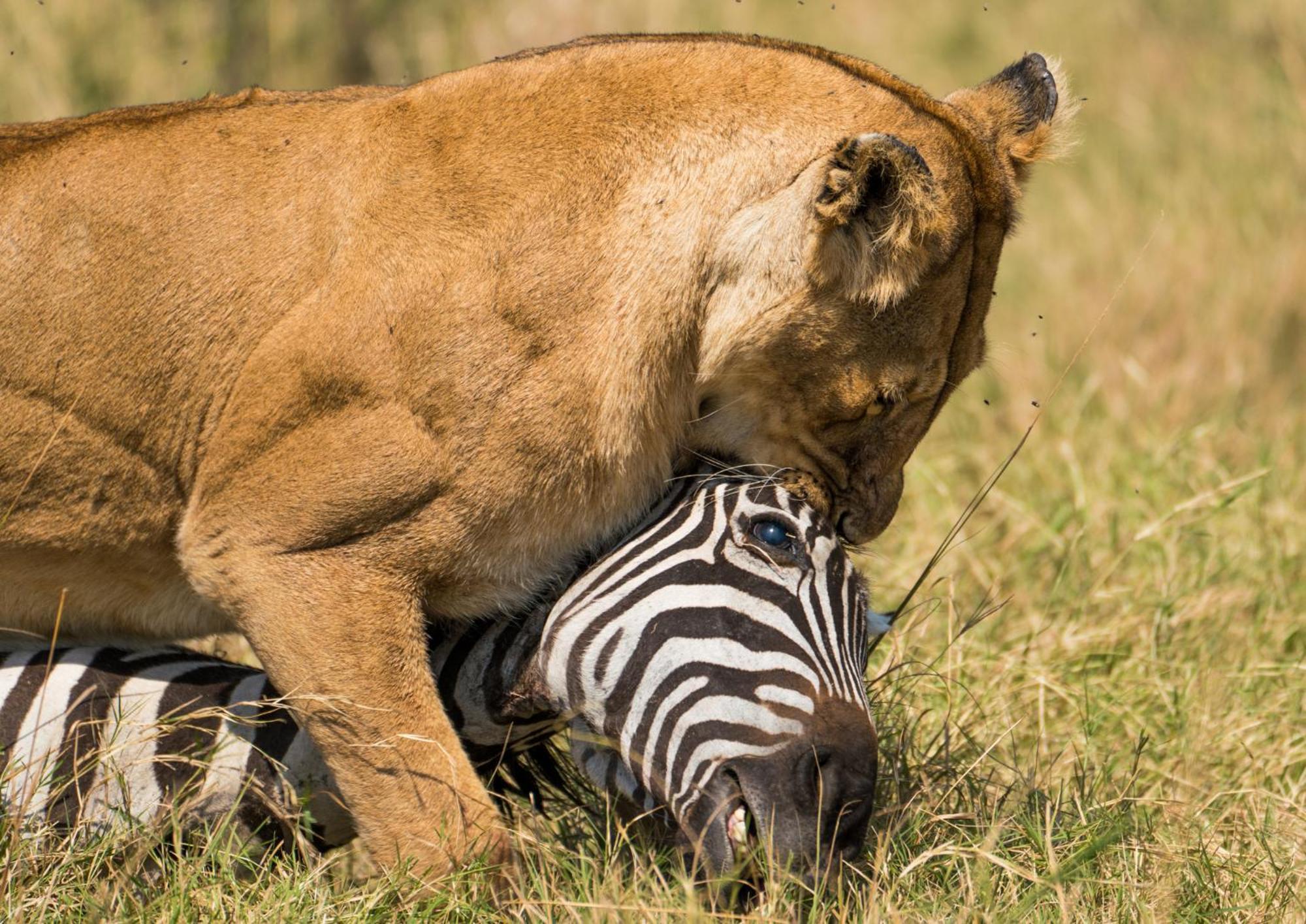 Casart Game Lodge Grietjie Game Reserve ภายนอก รูปภาพ