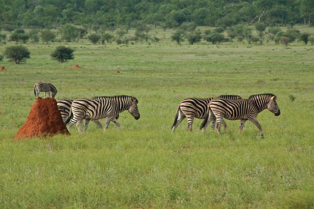 Casart Game Lodge Grietjie Game Reserve ภายนอก รูปภาพ