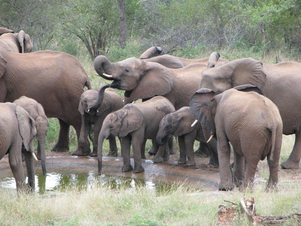 Casart Game Lodge Grietjie Game Reserve ภายนอก รูปภาพ