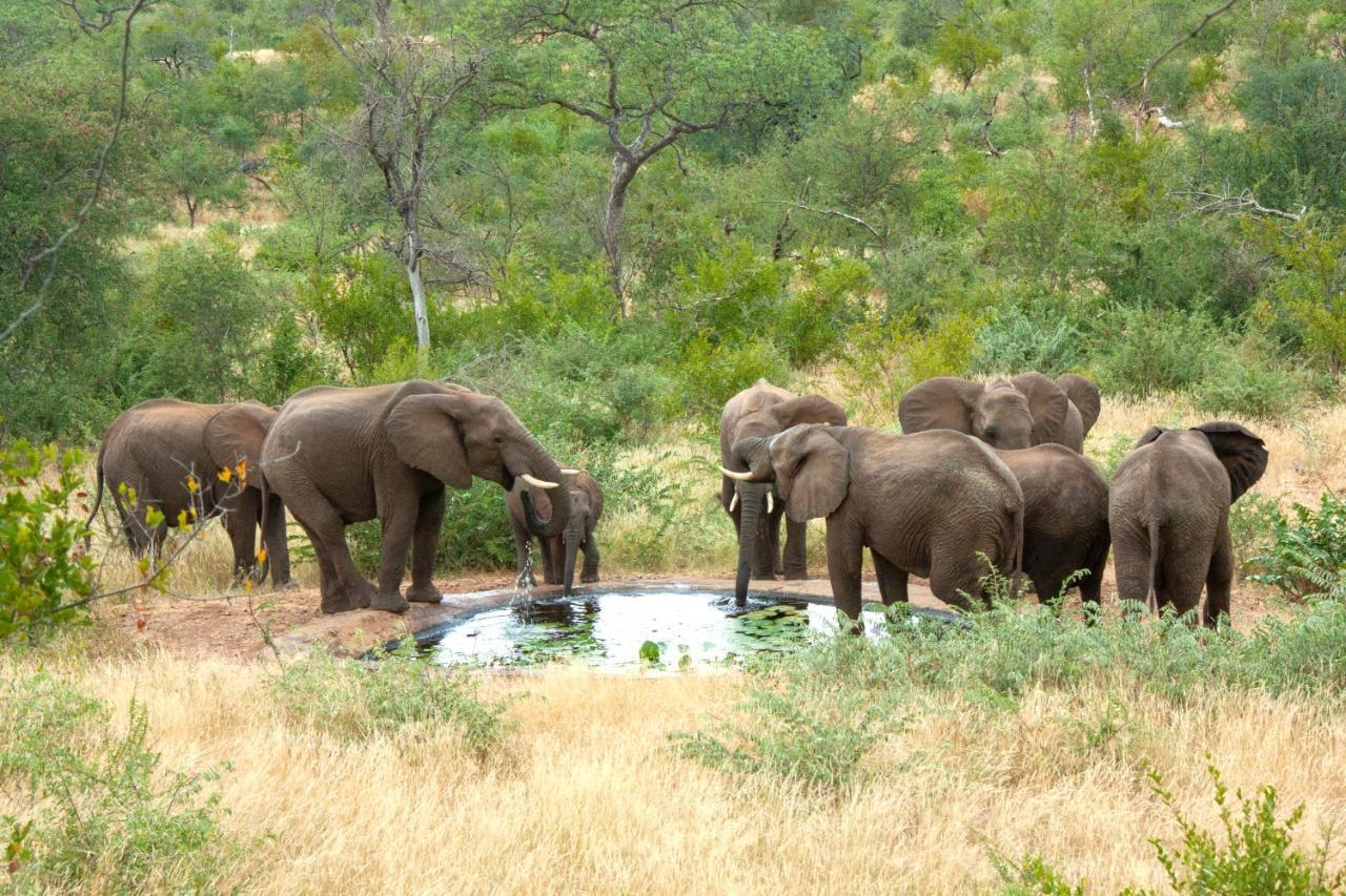 Casart Game Lodge Grietjie Game Reserve ภายนอก รูปภาพ